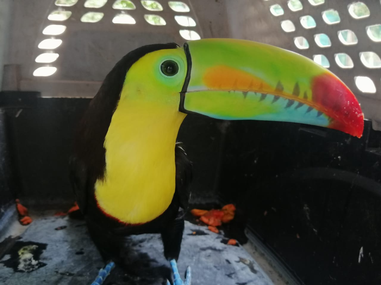 Tucán rescatado en operativo
